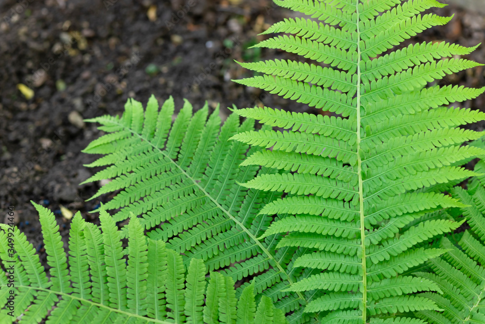 Poster bright fern leaves, lush green foliage. ecology and environment concept. close-up. top view