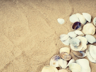Fototapeta na wymiar Sea shells with sand as background, Top view. Flat lay