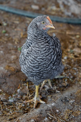 Portrait of a single domestic spotted hen which is standing on one leg on the ground 