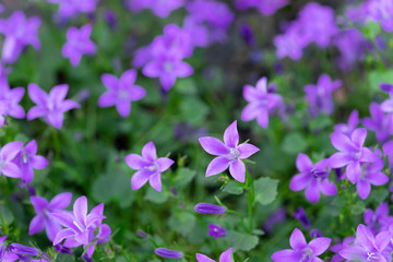 Obraz na płótnie Canvas Closeup of violet flowers Campanula. planting and care. floral background. horizontal image