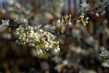Branch of blooming plum tree with a small bee on white flowers in the garden in spring