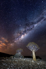 quiver tree under mikyway, nightscape , in the Karoo, south africa