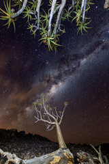 quiver tree under mikyway, nightscape , in the Karoo, south africa