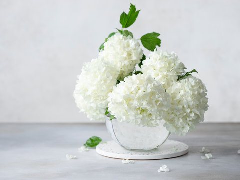 bouquet of white summer flowers Viburnum opuses in a round glass vase on a gray background. greeting card concept. home decor concept. horizontal image. place for text.