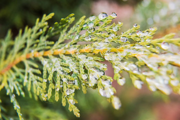 Frost water drops on juniper tree