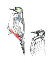 Fototapeta premium Great spotted woodpecker. Sketch colored pencils and pen. Isolated on a white background