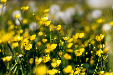 Meadow full of dandelions and buttercups lit by bright summer sun. Buttercups in the foreground and blurry dandelions in the background