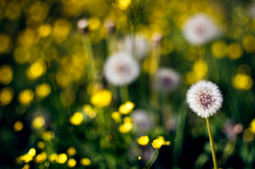 A dandelion head in front of a blurred meadow full of dandelions and buttercups lit by bright summer sun.