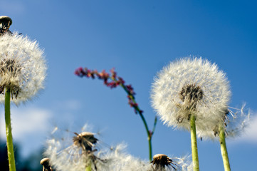 A close-up of dandelions lit by bright summer sun in front of blue sky with clouds