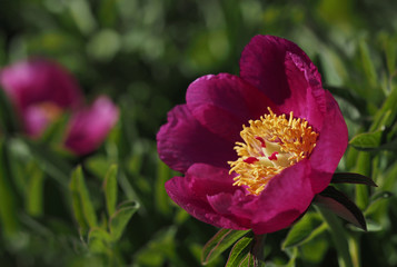 Pfingstrose, Nahaufnahme