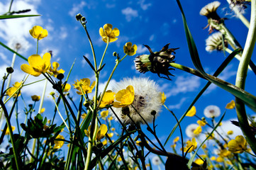 Meadow full of dandelions and buttercups lit by bright summer sun in front of blue sky with clouds