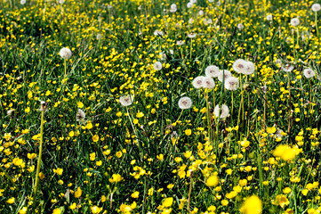 Meadow full of dandelions and buttercups lit by bright summer sun