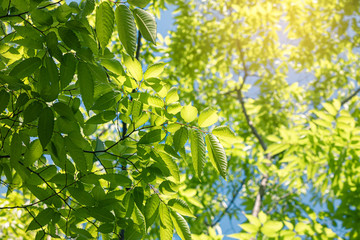 fresh healthy green leaf growing in the spring and summer forest.