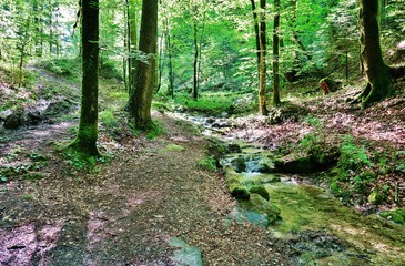 Naturparadies Wissbachschlucht