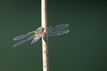 Dragonfly in the nature reserve Haff Reimich in Luxembourg