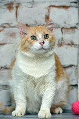 Obraz premium red with a white cat