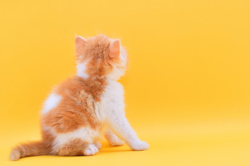 portrait  cute persian kitten a yellow background