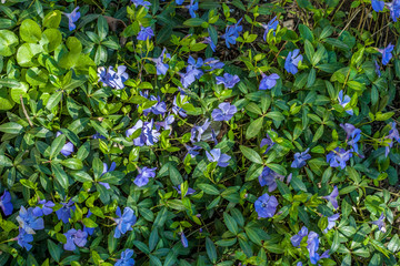 Fototapeta premium Beautiful violet periwinkle flowers in early spring sunny day. Decorative flowers, flowering plant ordinary periwinkle, creeping flowers