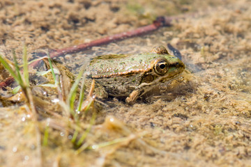 Water frog in Haff Reimich, Luxembourg