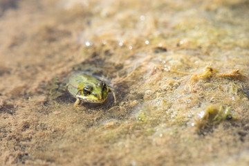 Water frog in Haff Reimich, Luxembourg