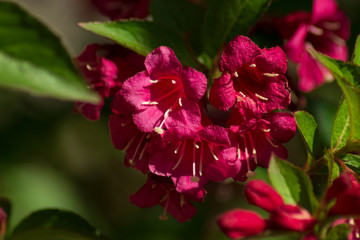 Pink weigela flowers in a garden