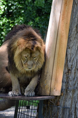 Löwe