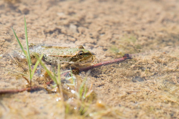 Water frog in Haff Reimich, Luxembourg