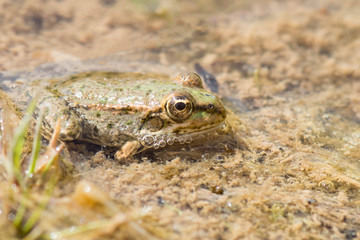 Water frog in Haff Reimich, Luxembourg