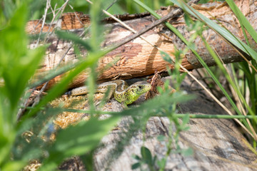 Small european lizard in its envirement