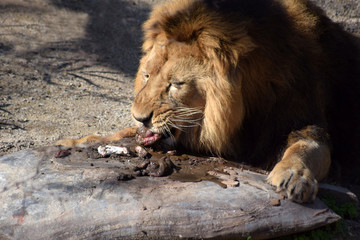 Löwe beim Fressen