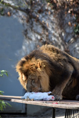 Löwe frisst Kaninchen