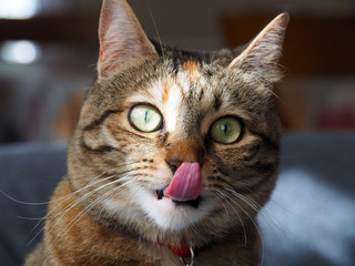 Portrait of a cute brown and white female cat licking