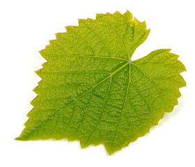 Grape leaf on white background.