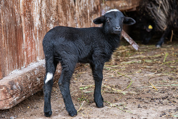 Domestic animal, photo of a black goat kid in a farm 