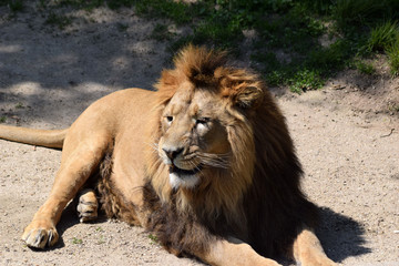 Löwe