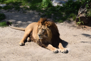 Löwe