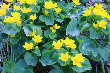 Fototapeta premium Close up of beautiful Marsh Marigold (Caltha palustris) during spring in Polk County Wisconsin. Flower is also known as Kingcup. 