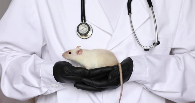Veterinary doctor in white smock holding white rat