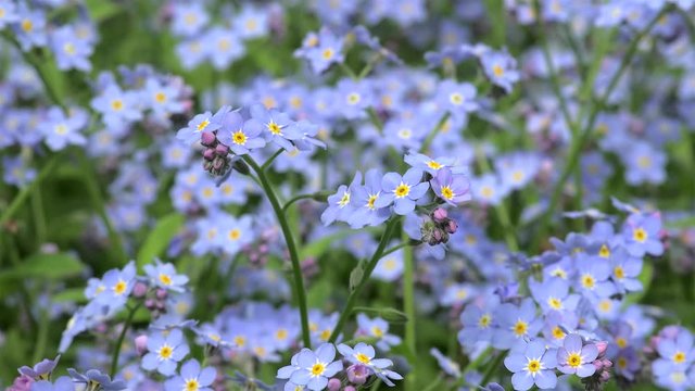 Carpet of woodland forget-me-not (Myosotis).