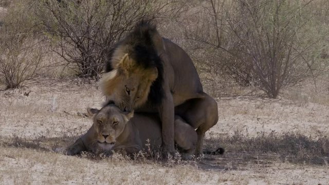 A pair of beautiful African Lions mating under a tree - close up
