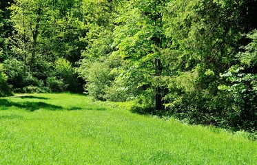 Sommerwiese am Waldrand