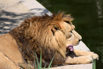 Löwe