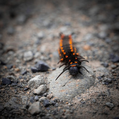 black and yellow caterpillar