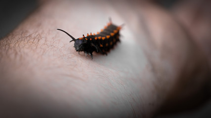hand holding a caterpillar