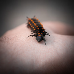 black beetle on a black background
