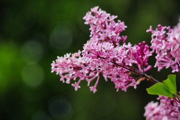 Beautiful lilac flower in the garden in May. Syringa branch during springtime in Czech Republic. 