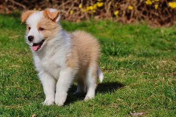 Ee red Border Collie puppy standing in the garden and smiling. Happy puppy enjoying springtime in Czech Republic.