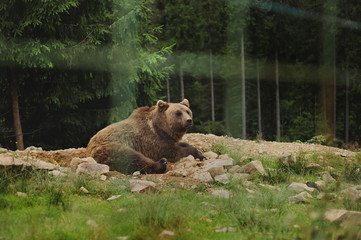 Bear in the Carpathian reserve for animals