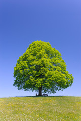 Obraz premium single linden tree in meadow