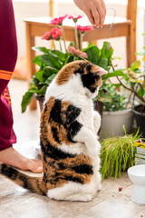 Hungry, funny calico cat sitting, standing on hind legs waiting to be fed with meat food on sunny day in kitchen with bowl, green plants